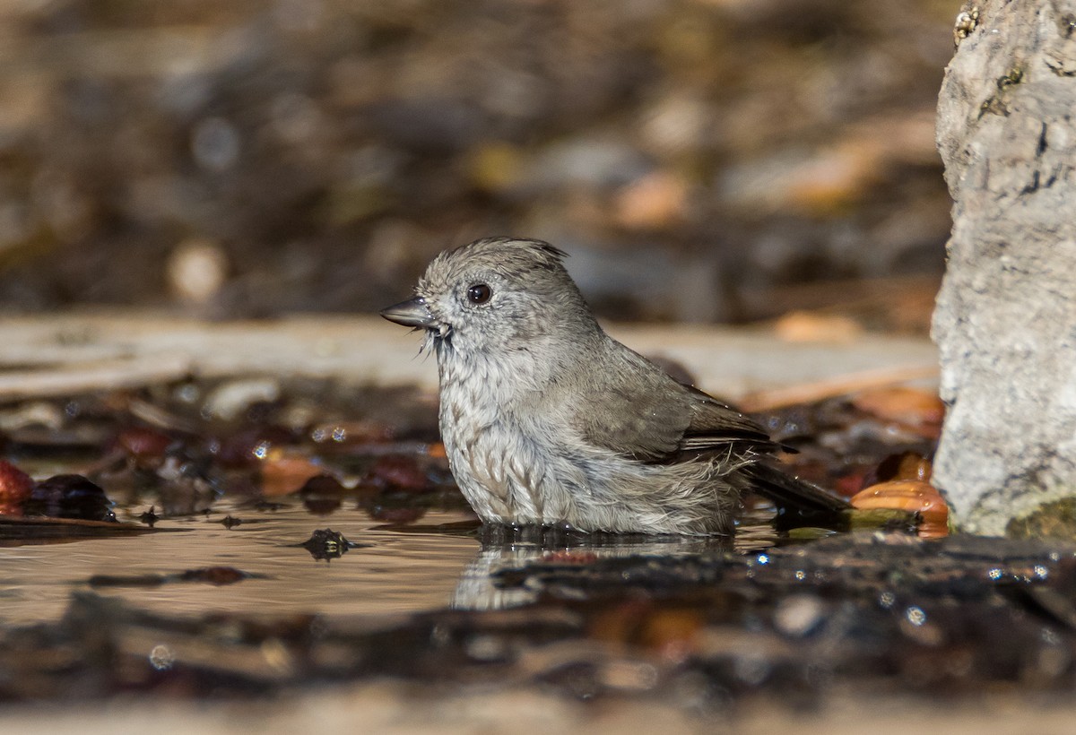 Oak Titmouse - Chezy Yusuf