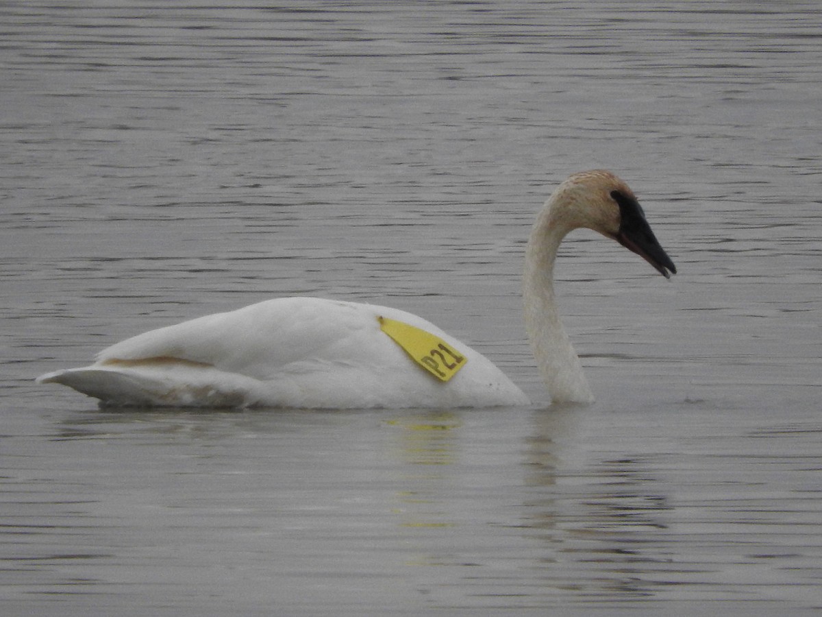 Cisne Trompetero - ML75126381