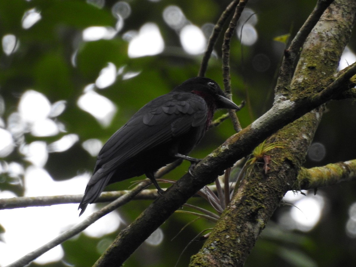 Purple-throated Fruitcrow - ML75126601