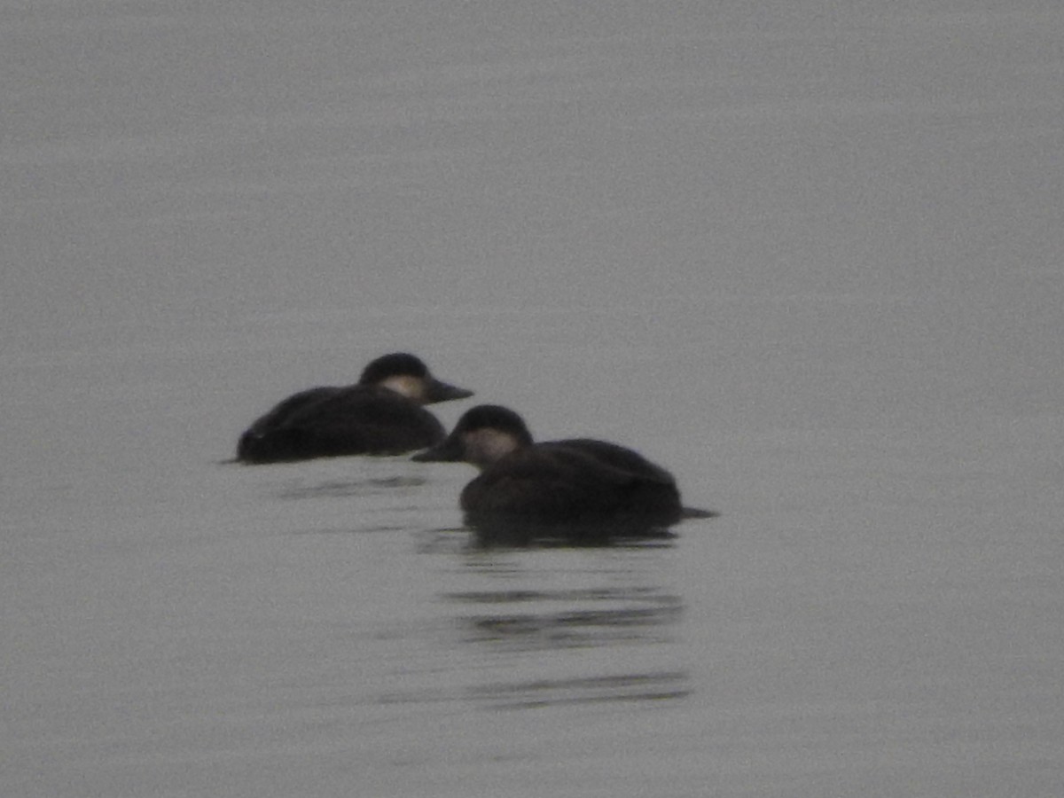 Black Scoter - Scott Gibson