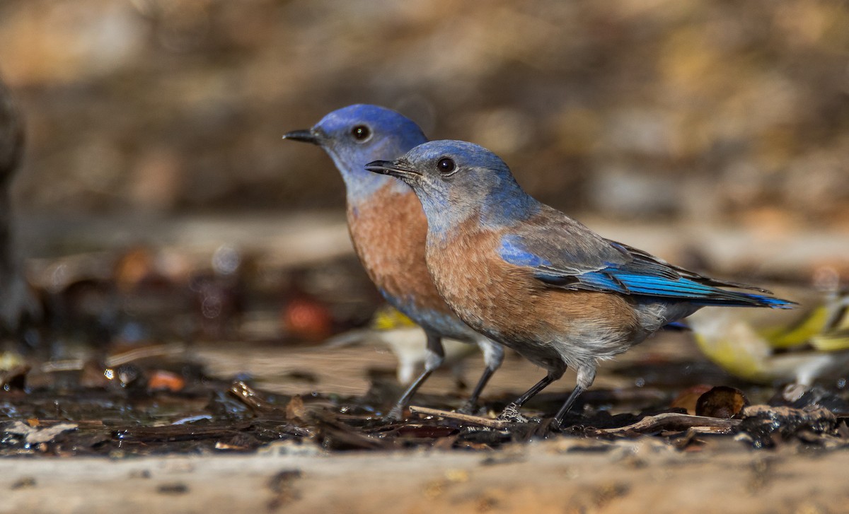 Western Bluebird - ML75127081