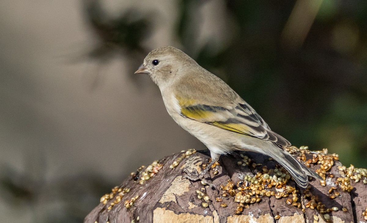 Lawrence's Goldfinch - Chezy Yusuf