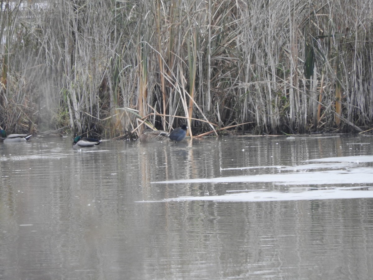 American Coot - ML75127961