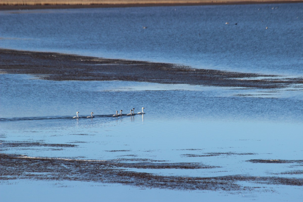 Tundra Swan - ML75128091