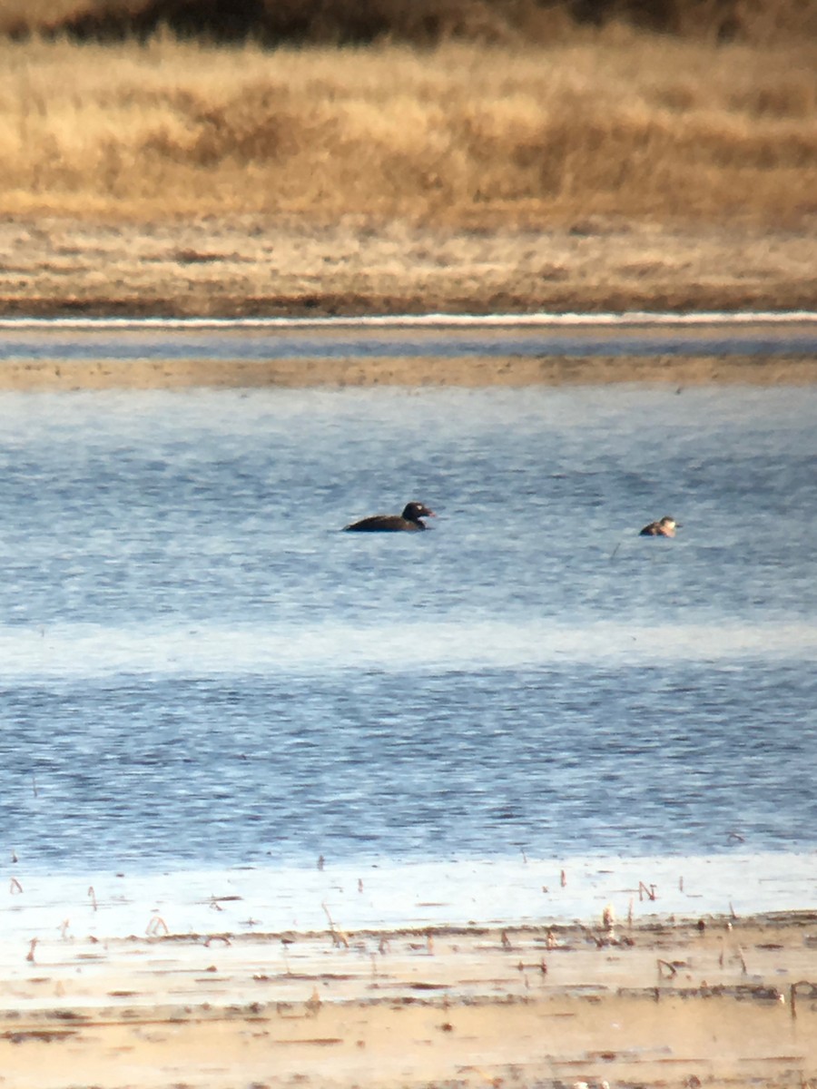 White-winged Scoter - ML75128121