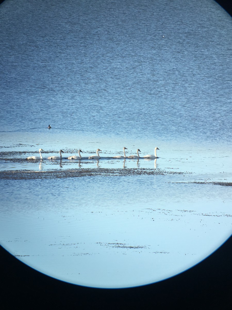 Tundra Swan - Donald Jones