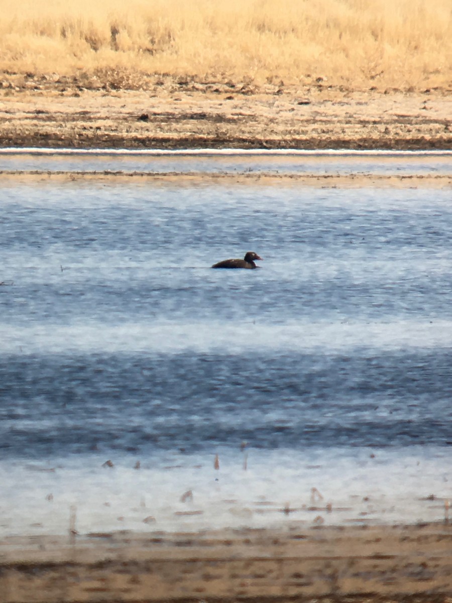 White-winged Scoter - ML75128301