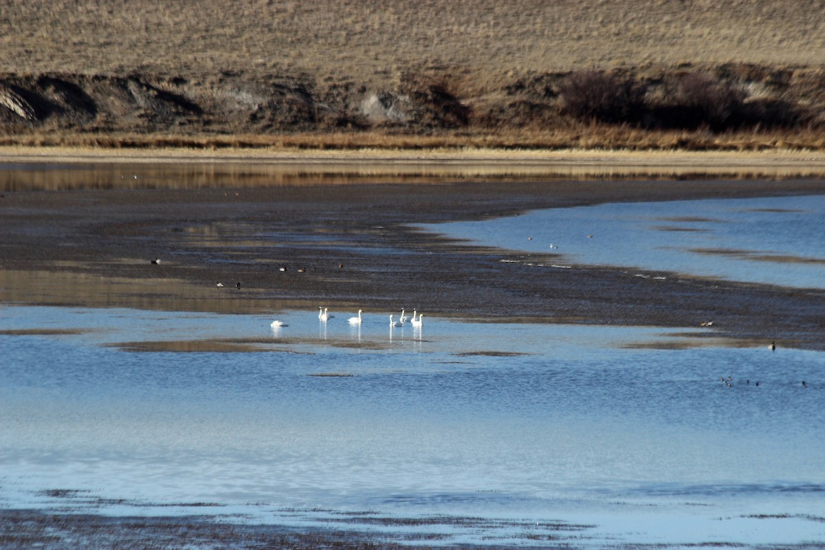 Tundra Swan - ML75128351