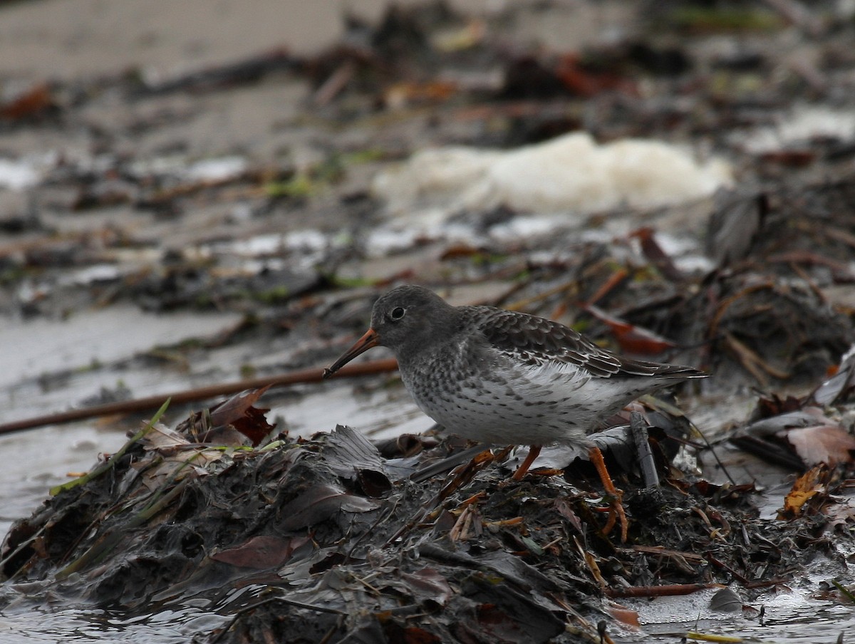 Purple Sandpiper - ML75129491