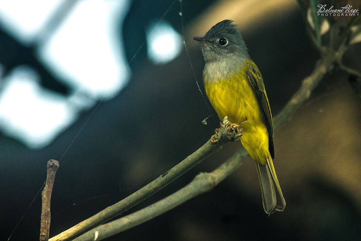 Gray-headed Canary-Flycatcher - ML75129511
