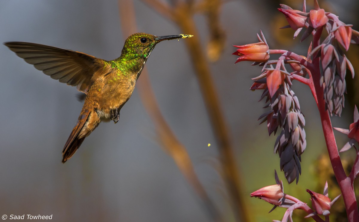 Berylline Hummingbird - Saad Towheed