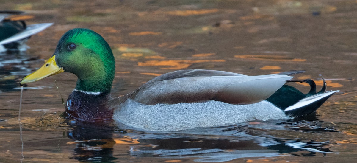 Mallard - Michael Kieron