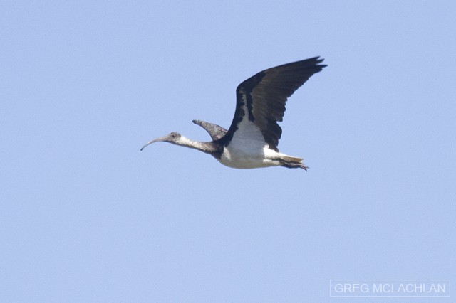 Straw-necked Ibis - ML75132171