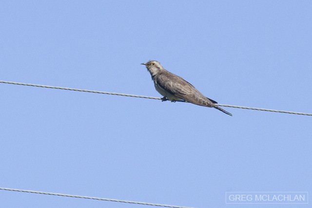 Pallid Cuckoo - Greg McLachlan