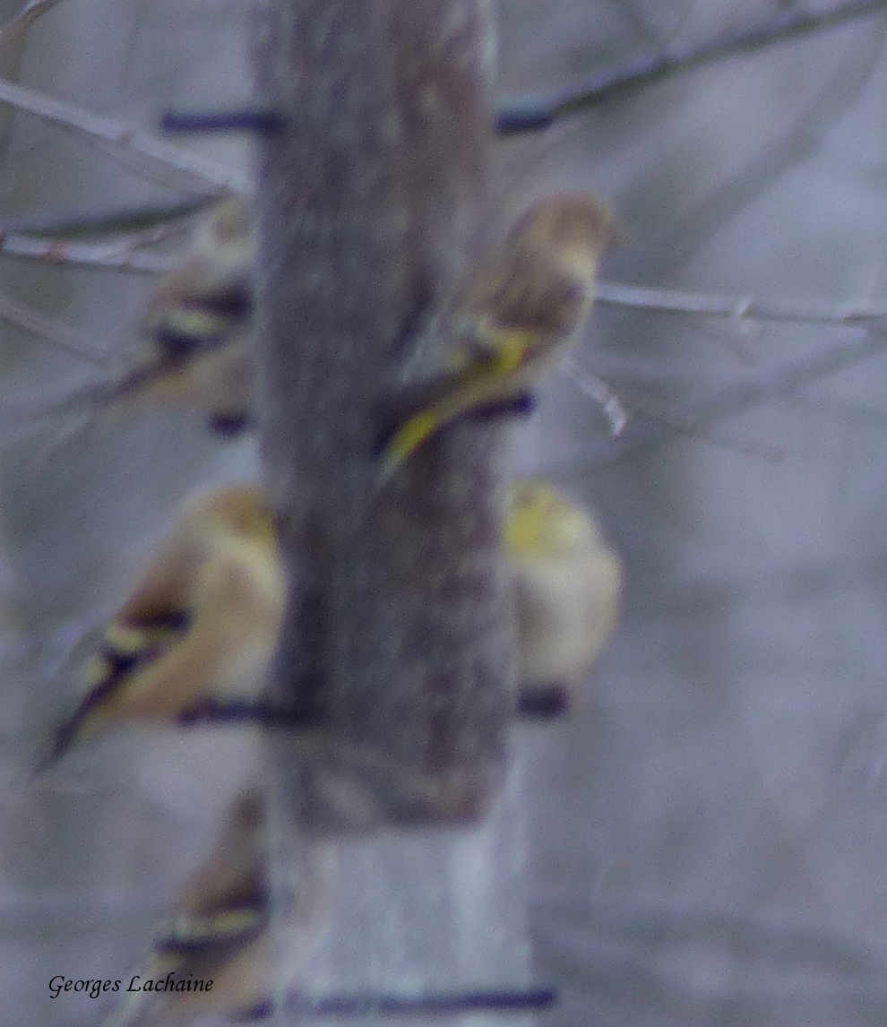 Pine Siskin - Georges Lachaîne