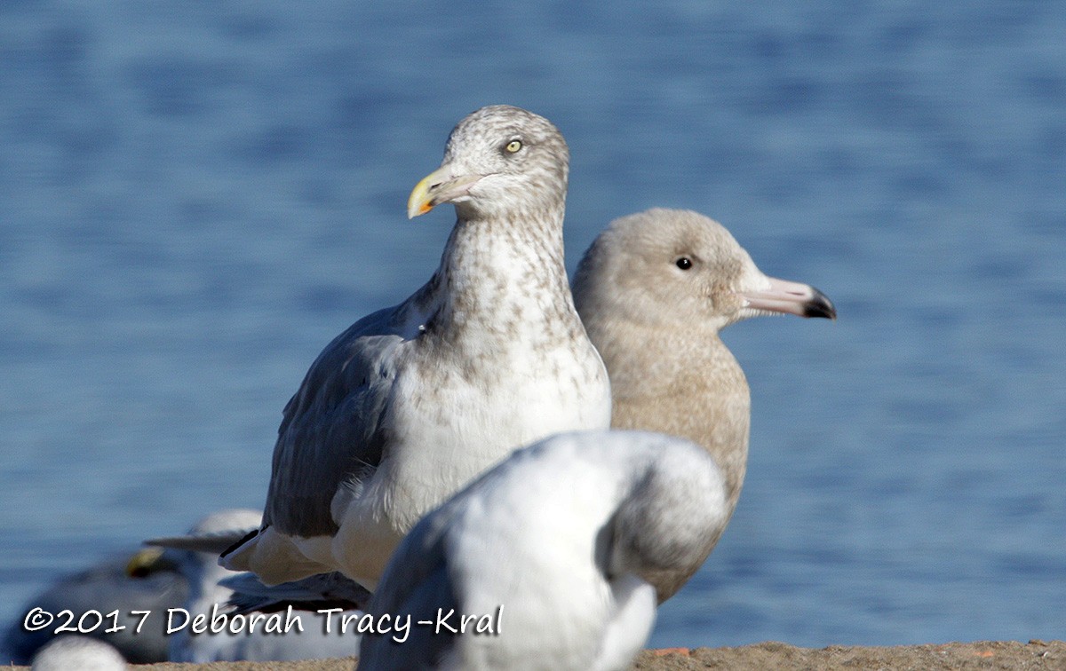 Glaucous Gull - ML75138691