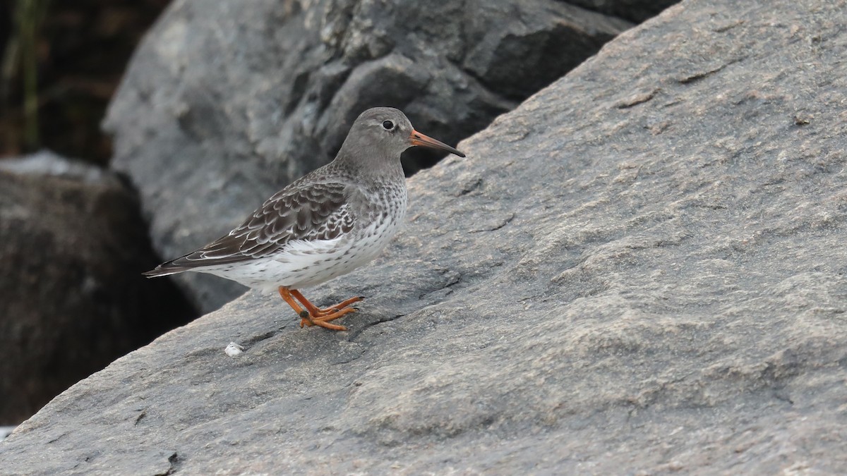 Purple Sandpiper - ML75140001