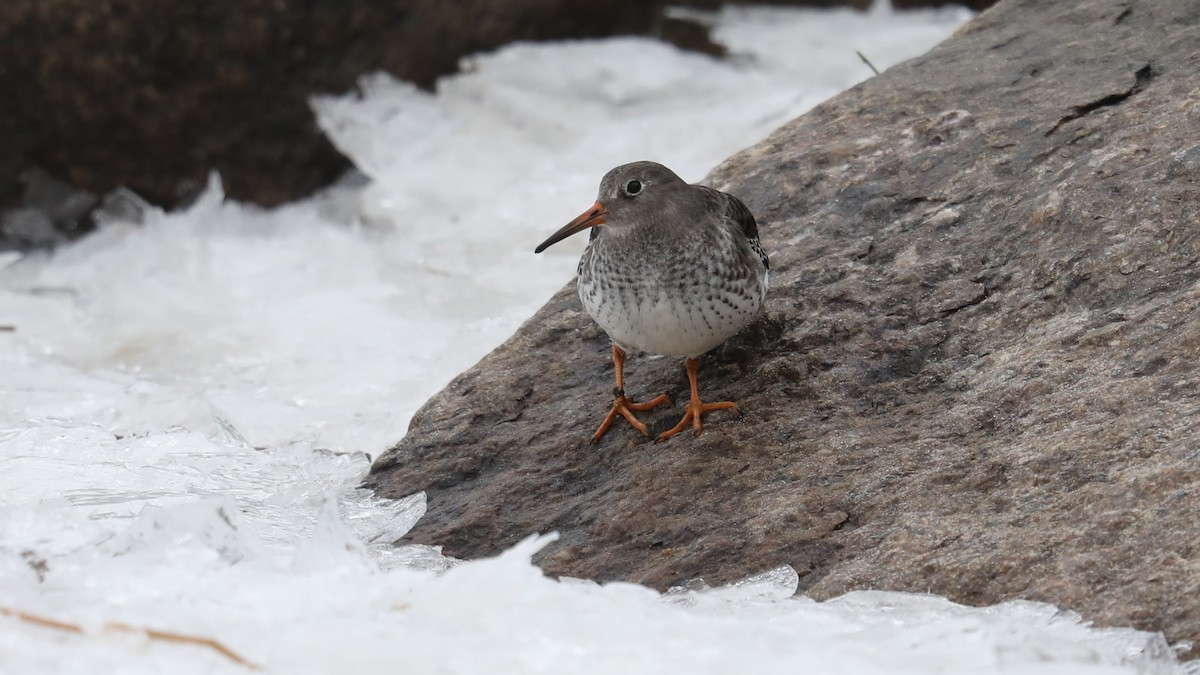 Purple Sandpiper - ML75140011