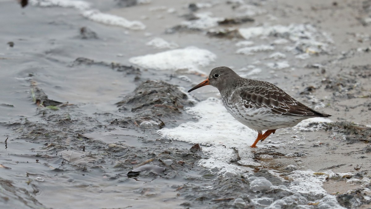 Purple Sandpiper - Daniel Jauvin