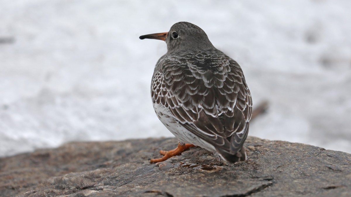 Purple Sandpiper - Daniel Jauvin