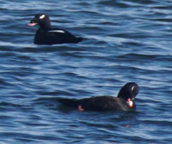 White-winged Scoter - ML75141021