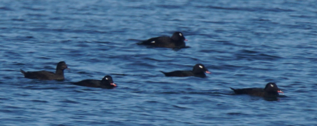 White-winged Scoter - Nevine Jacob