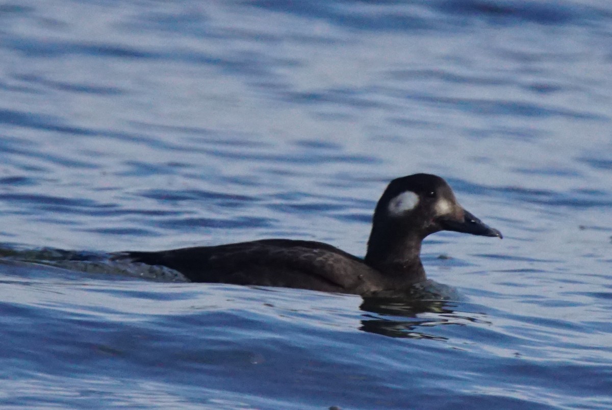 White-winged Scoter - ML75141171