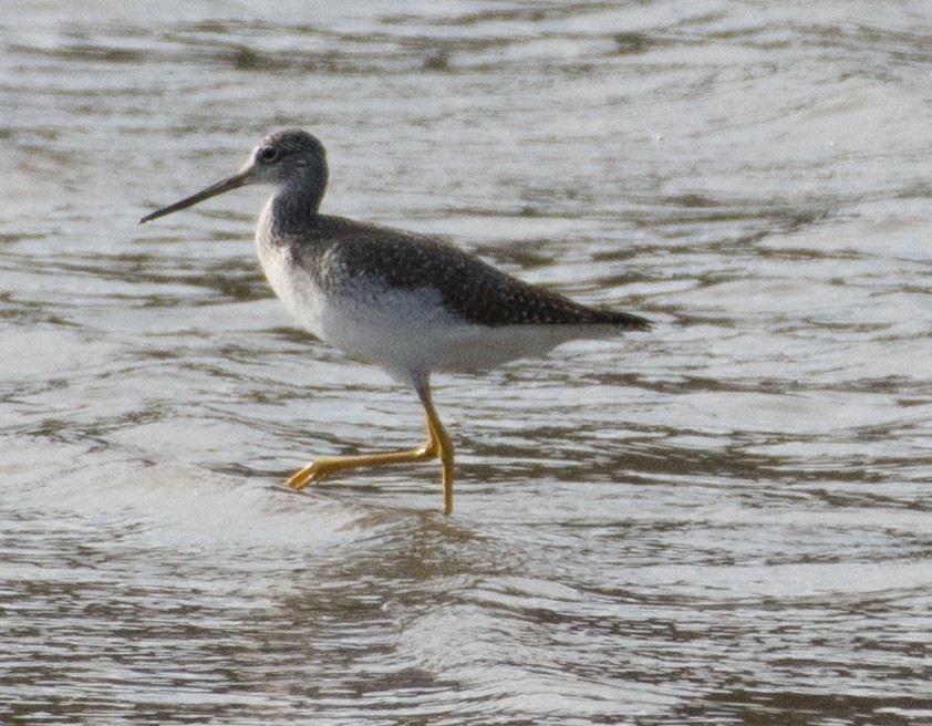 Greater Yellowlegs - ML75141521