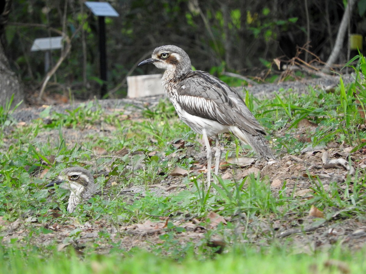 Bush Thick-knee - ML75143521