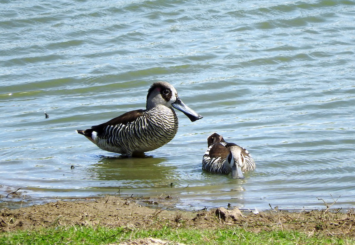 Pink-eared Duck - ML75143921