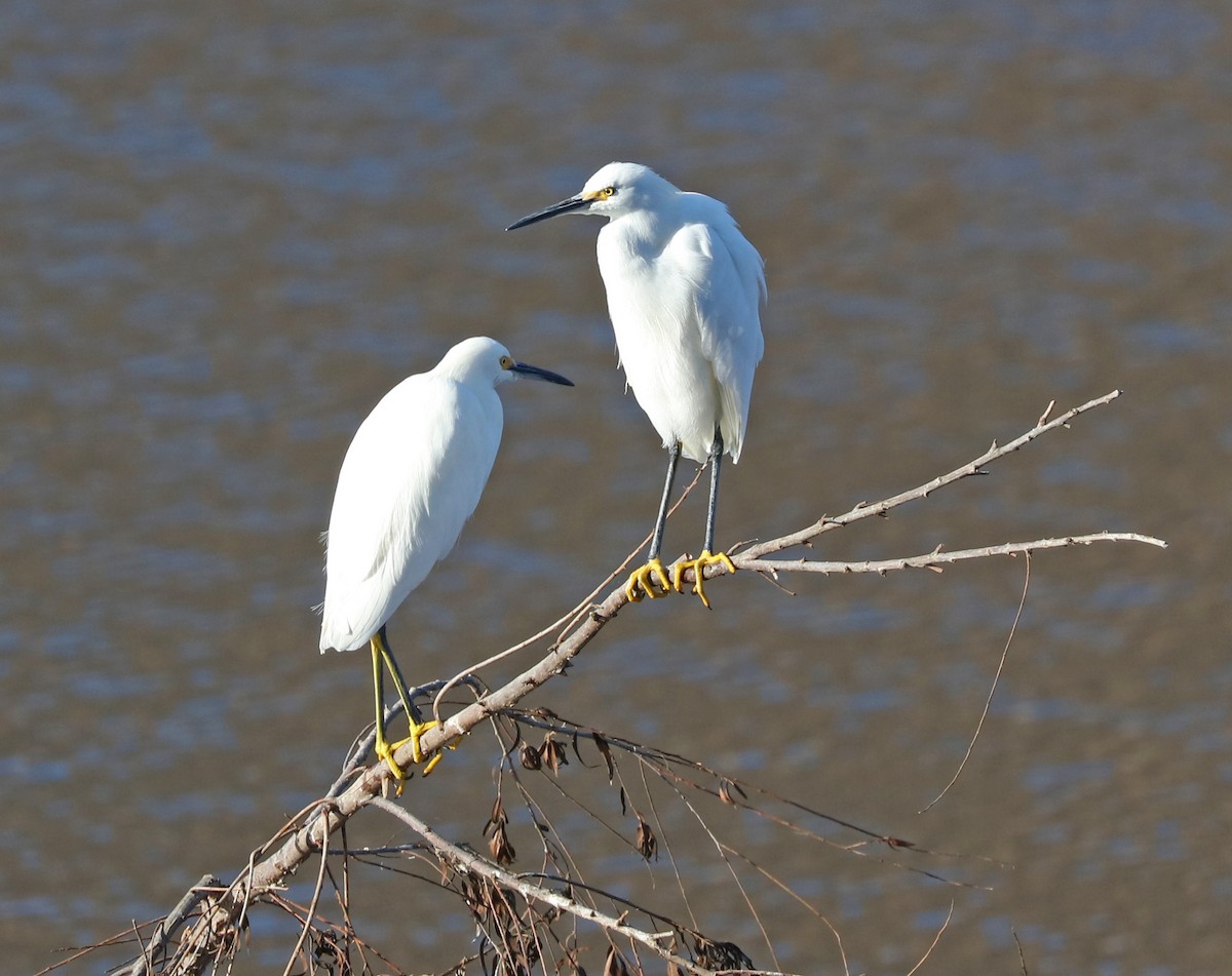 Snowy Egret - ML75144011