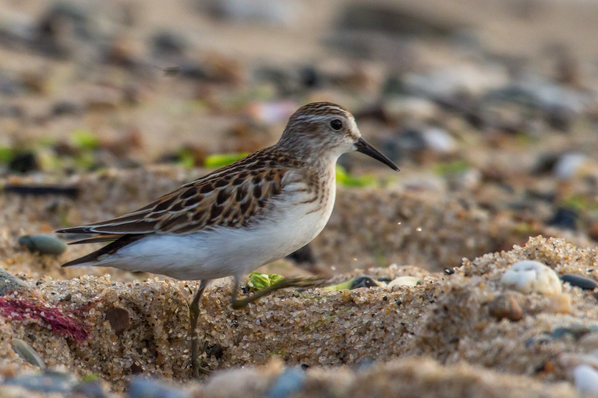 Least Sandpiper - ML75145361