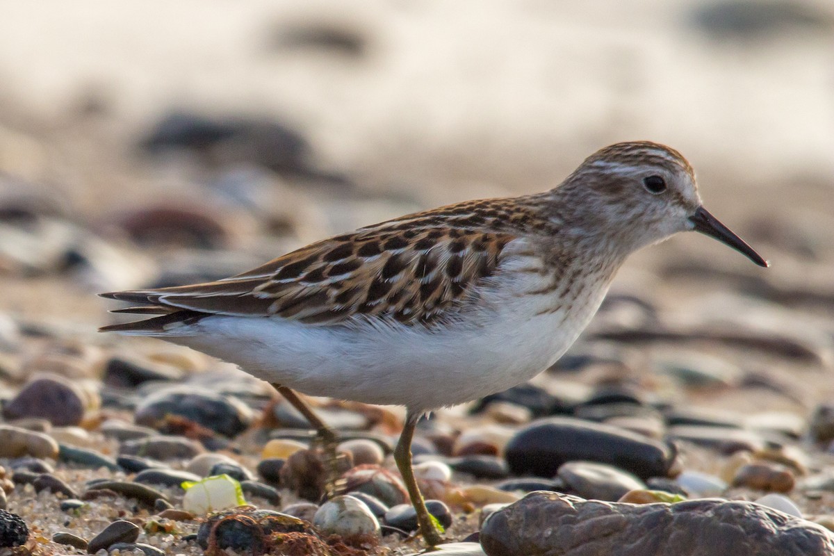 Least Sandpiper - ML75145371