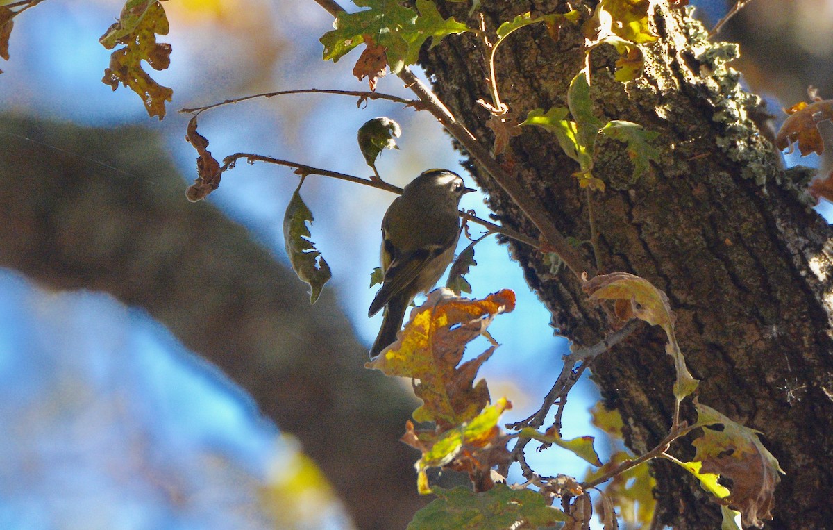 Golden-crowned Kinglet - Douglas Hall