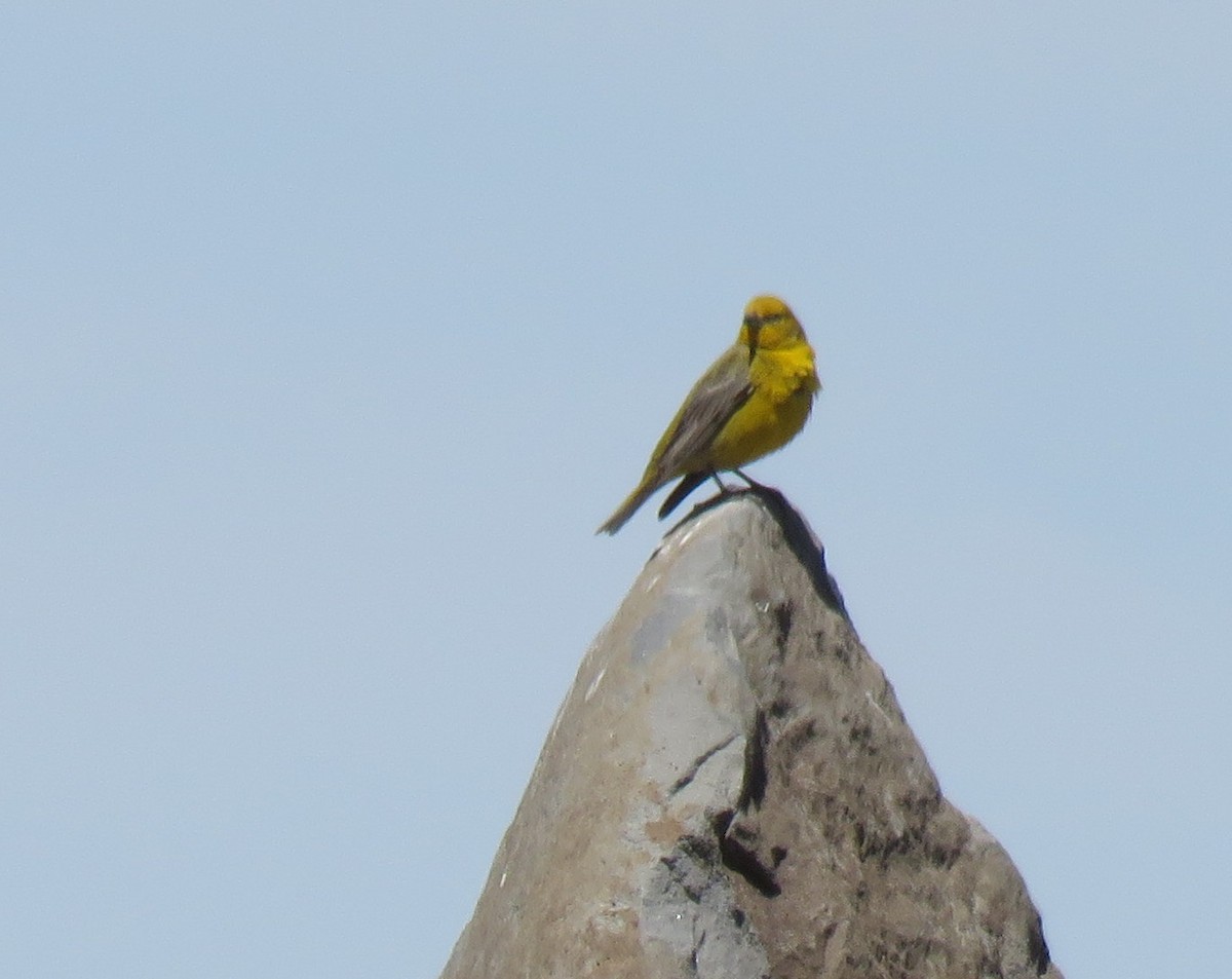 Greater Yellow-Finch - ML75147861