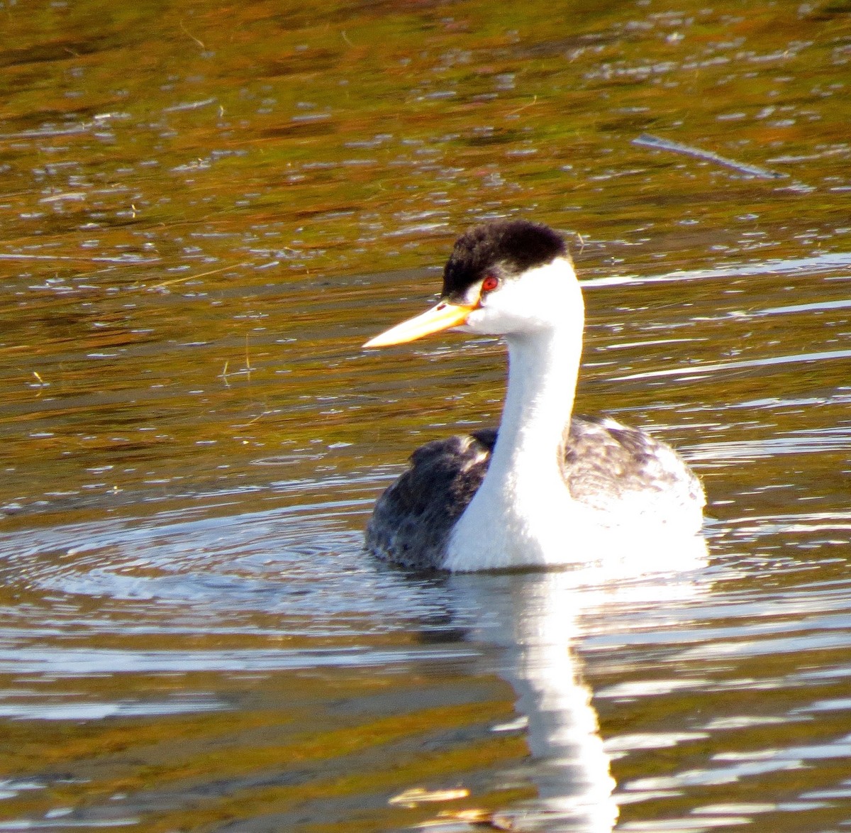Clark's Grebe - ML75149861