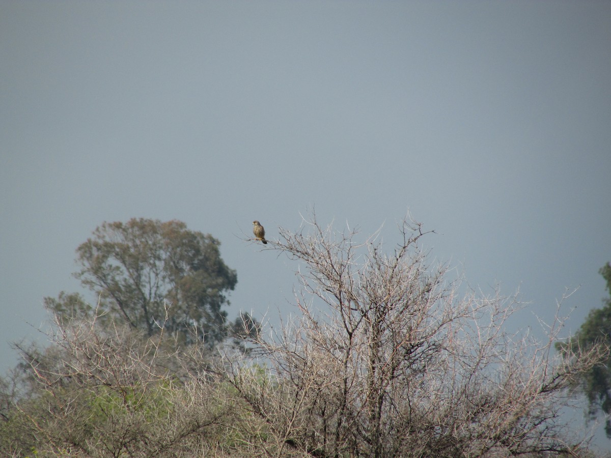 Eurasian Kestrel - ML75150971