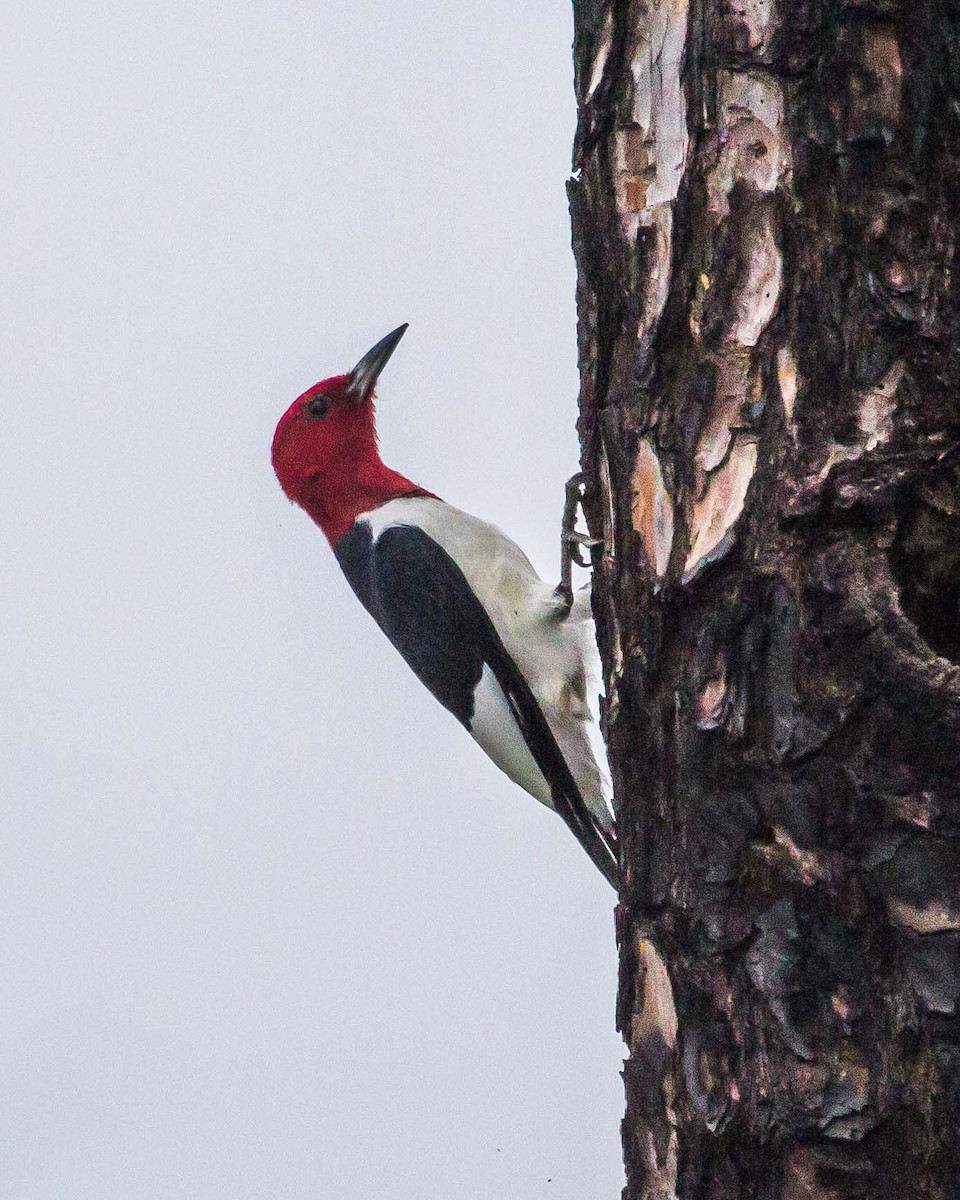 Pic à tête rouge - ML75151241