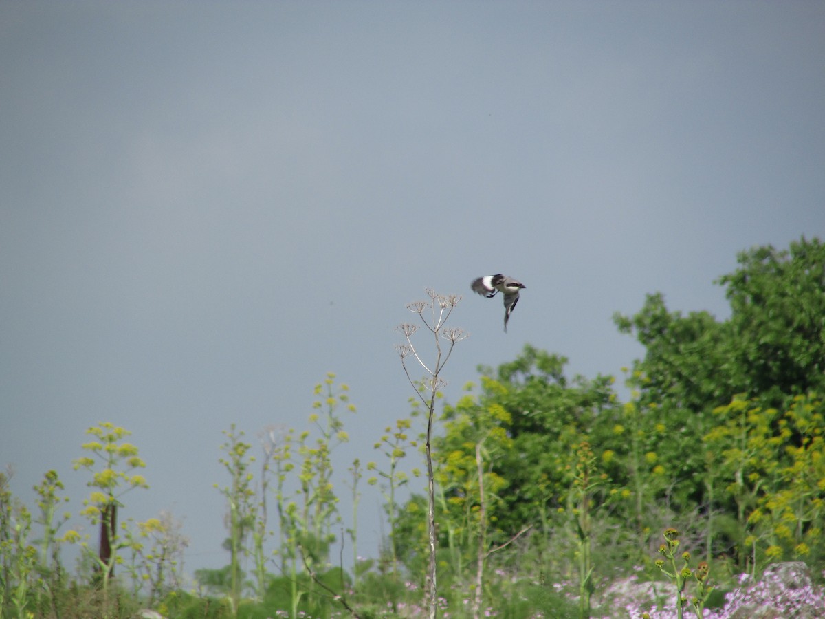 Great Gray Shrike - ML75151261