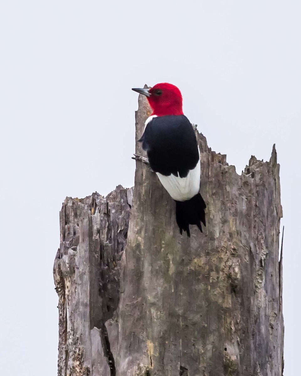 Pic à tête rouge - ML75151281