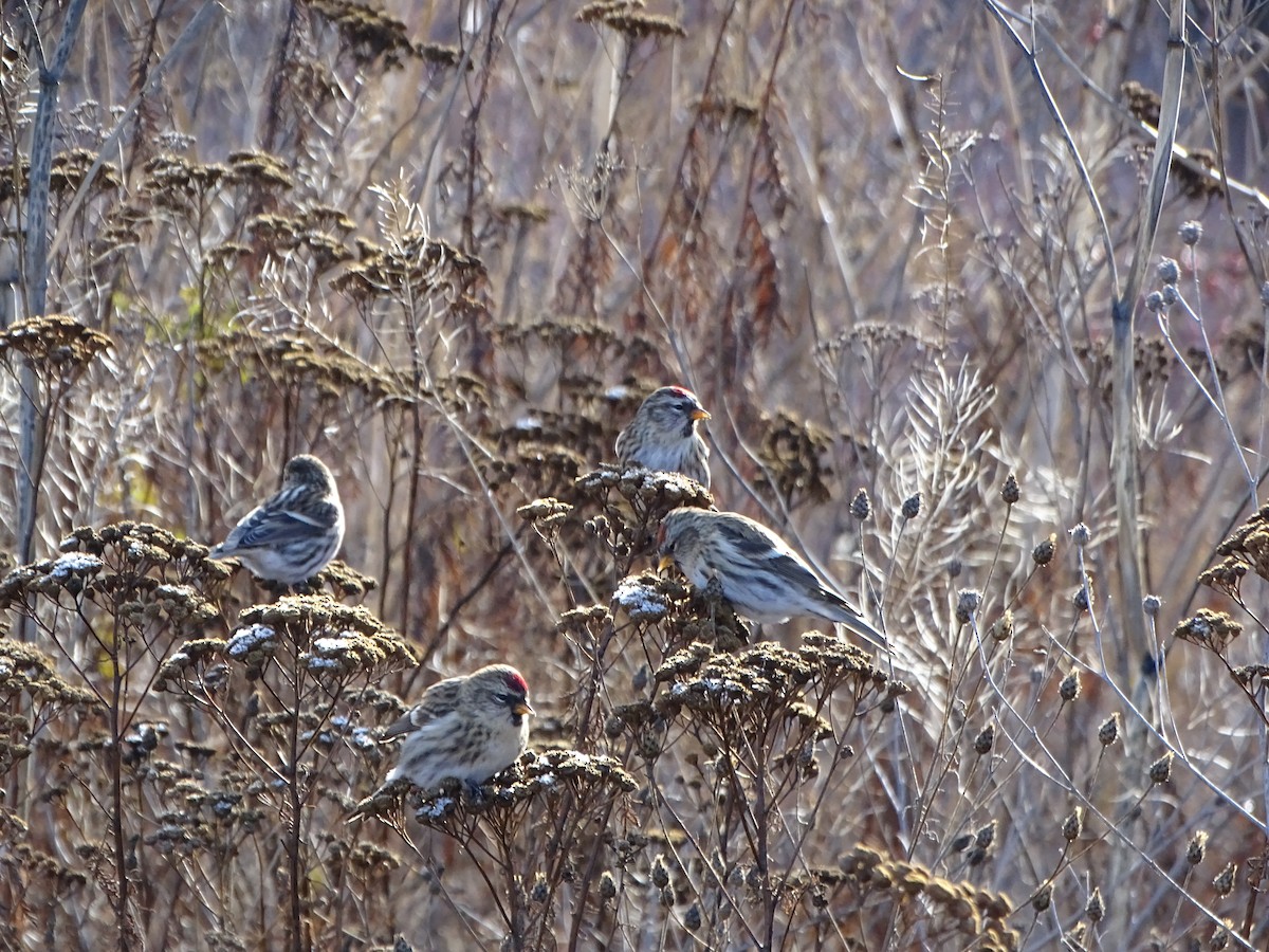 Common Redpoll - john bishop