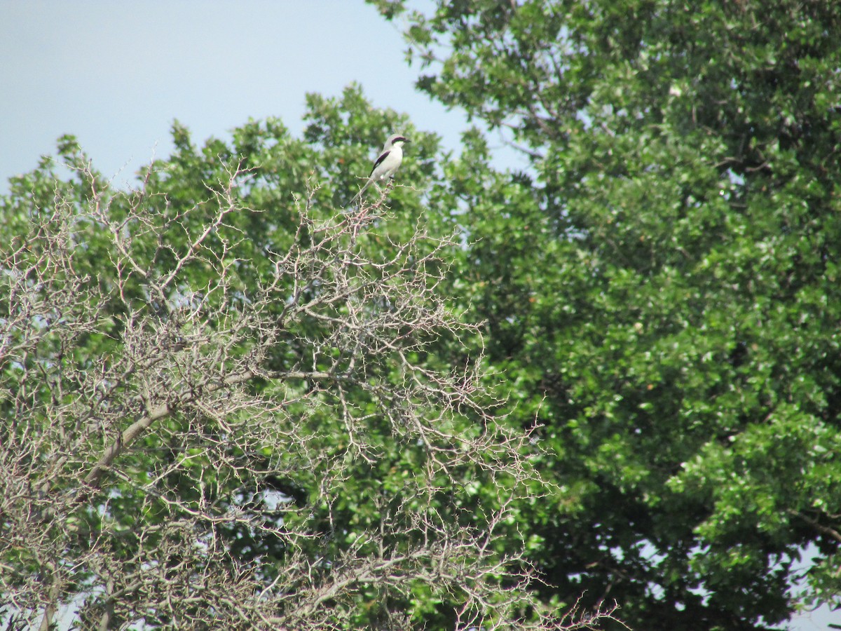 Great Gray Shrike - ML75151811