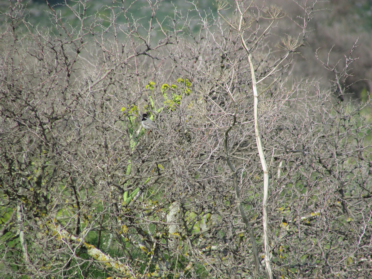 Rüppell's Warbler - ML75152261