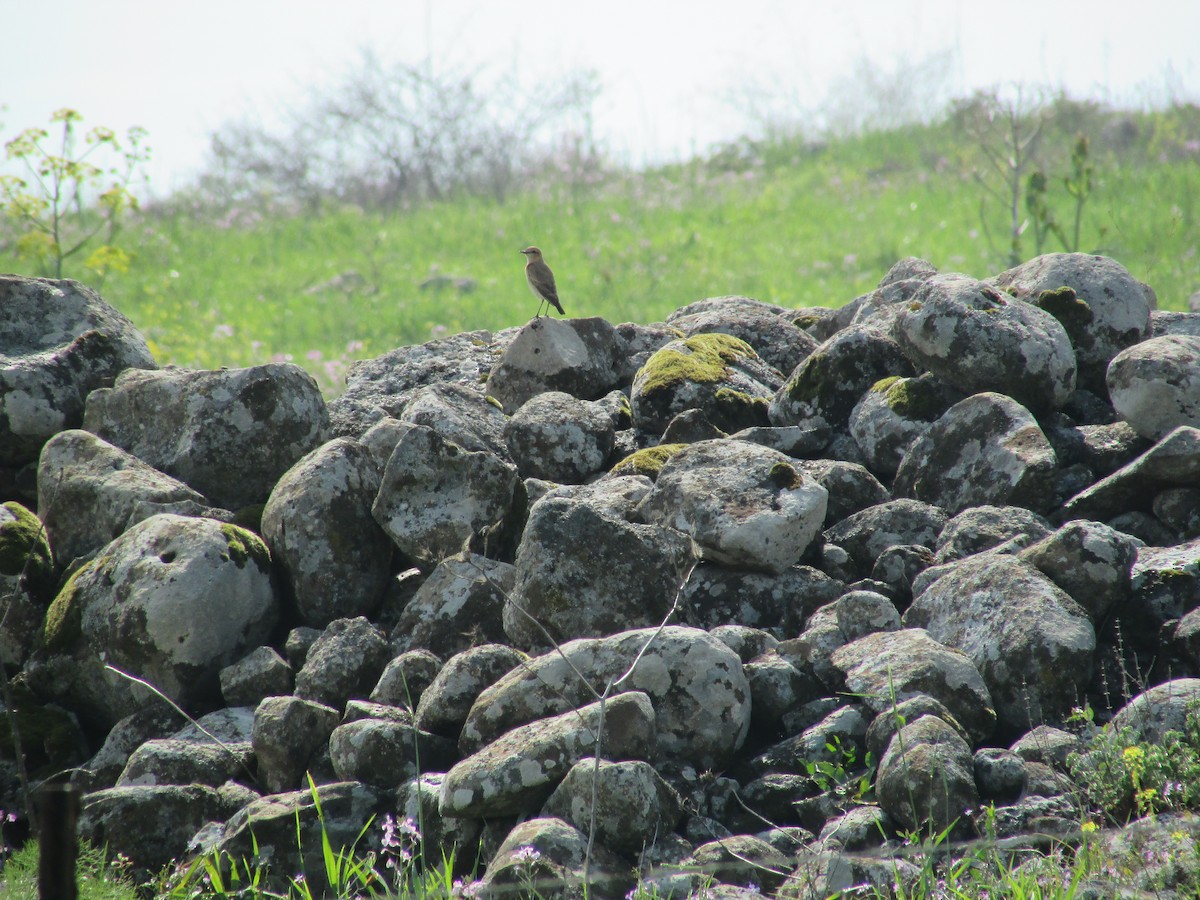 Northern Wheatear - ML75152471