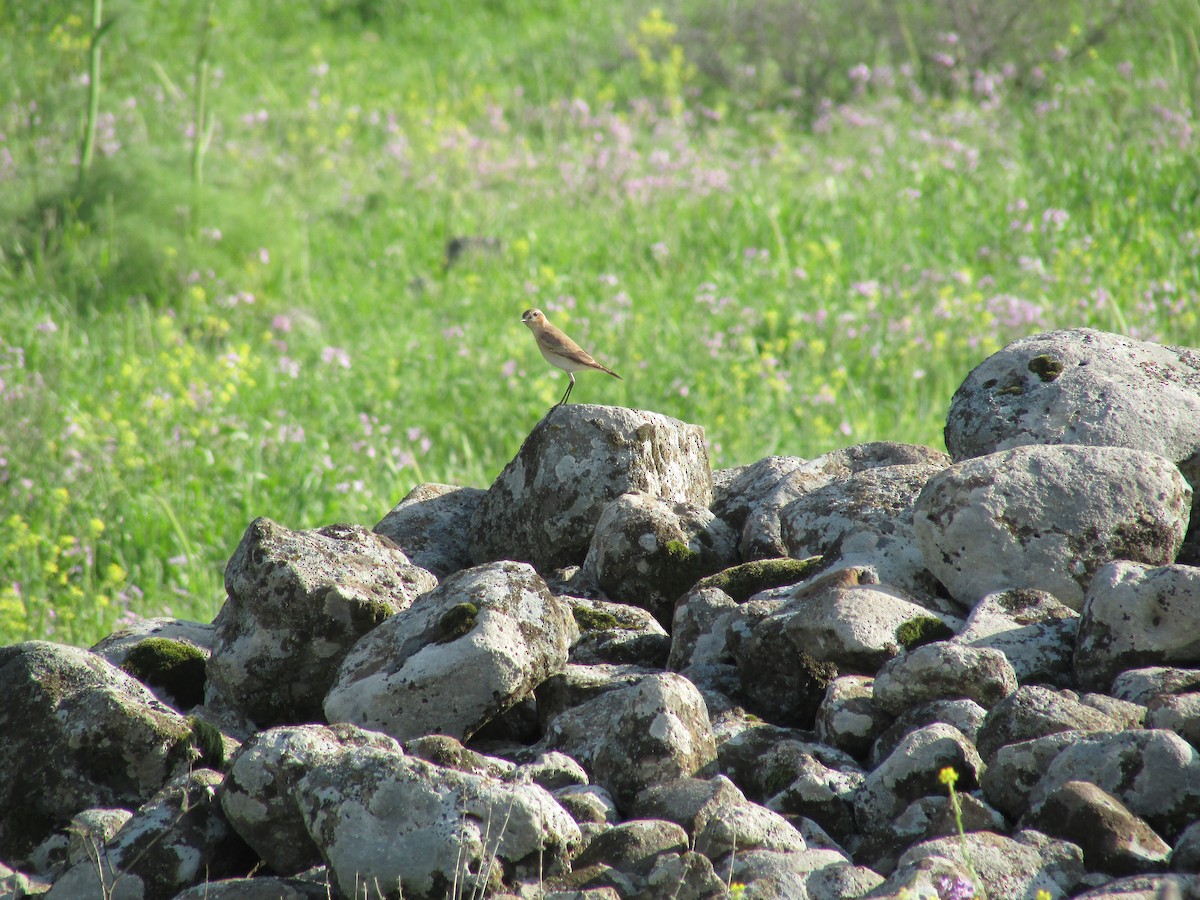 Isabelline Wheatear - ML75152491