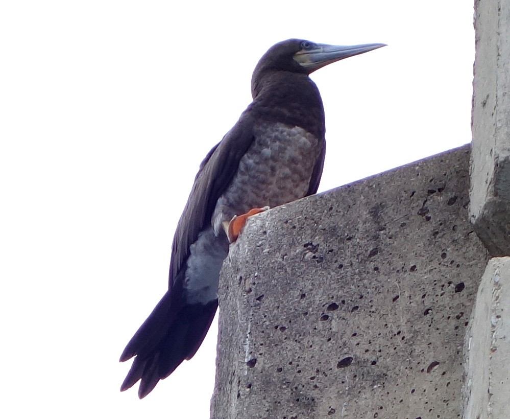Brown Booby - ML75154461