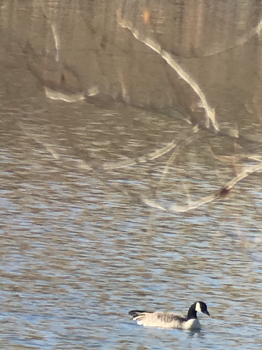 Canada Goose - john bishop