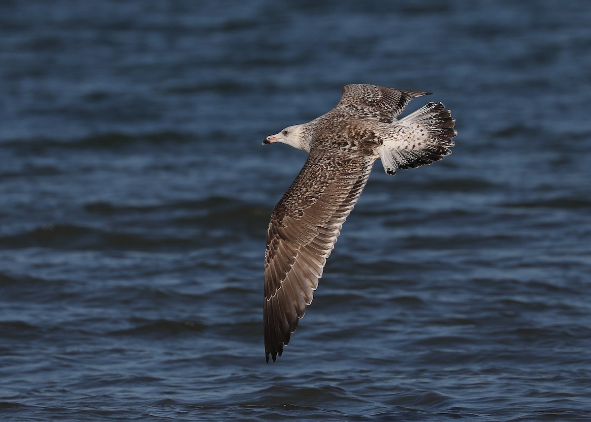 Great Black-backed Gull - James Rieman