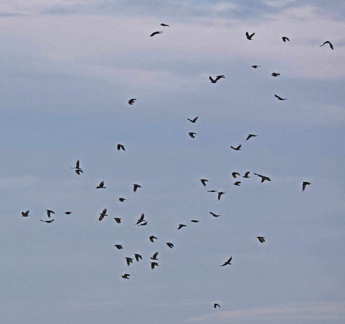 Ворона американська - ML75157841