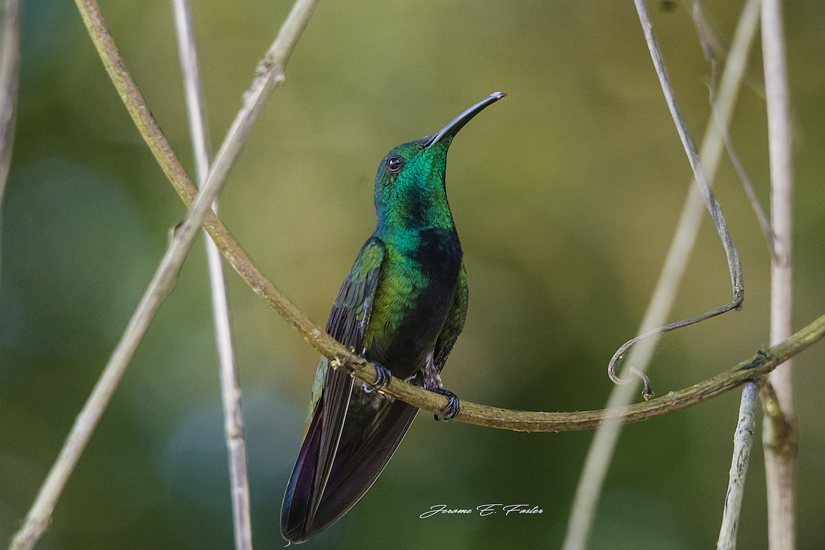 Green-throated Mango - Jerome Foster